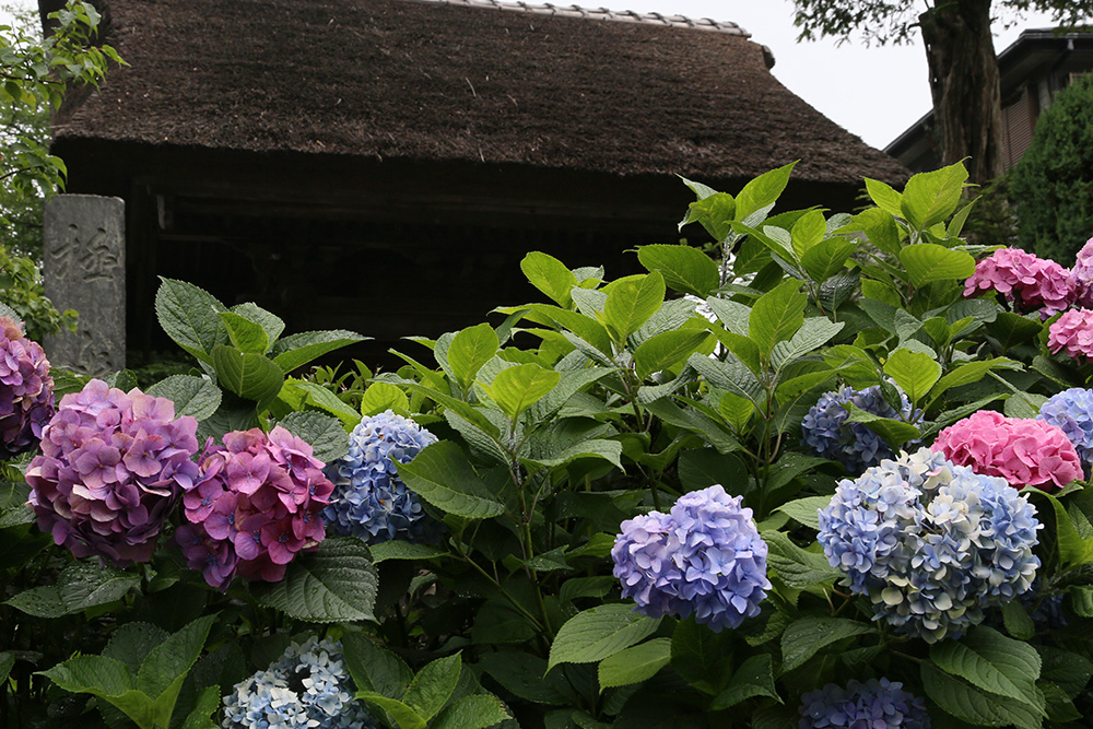 梅雨の鎌倉の紫陽花