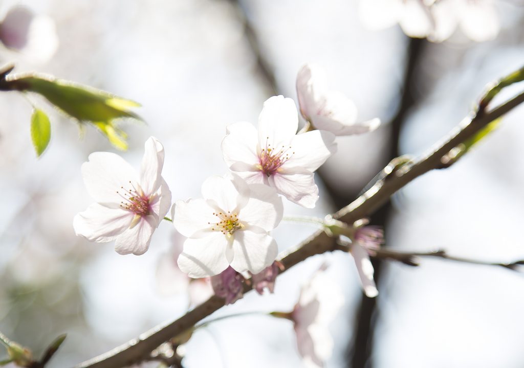 白飛びの桜